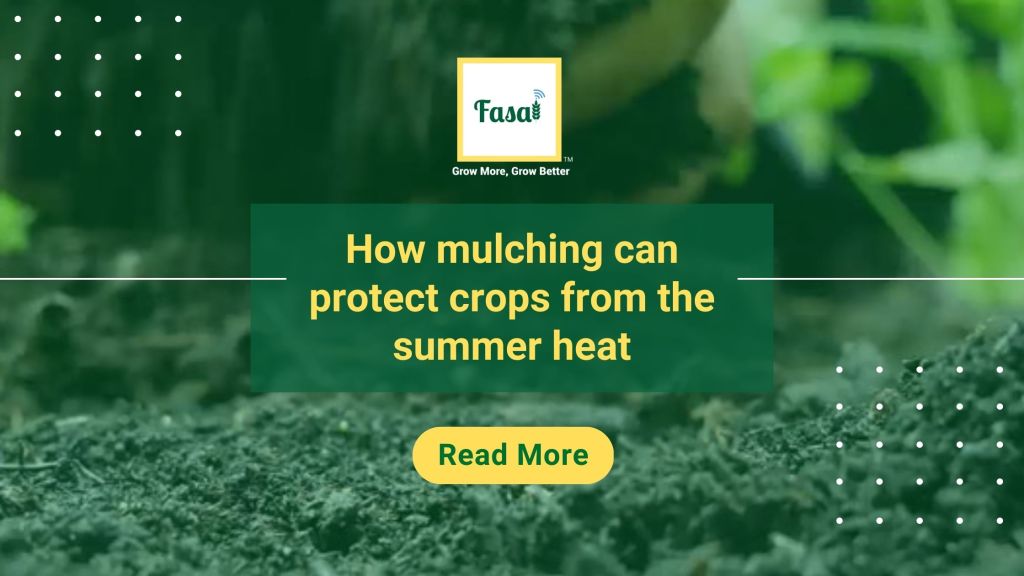 How mulching can protect crops from the summer heat