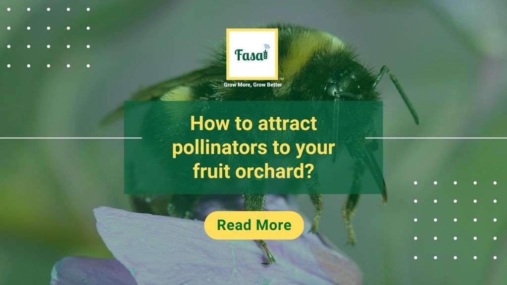 How to attract pollinators to your fruit orchard?