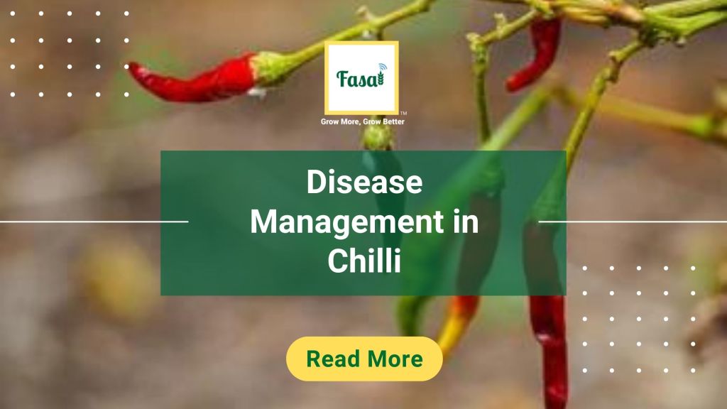 Disease-proof your chilli farm with effective management
