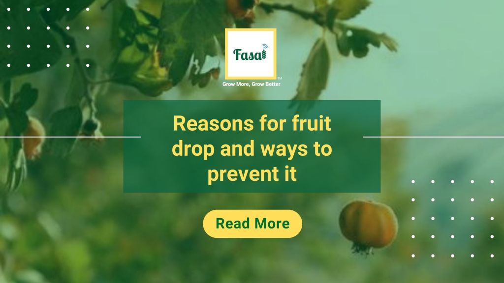 Reasons for fruit drop and ways to prevent it