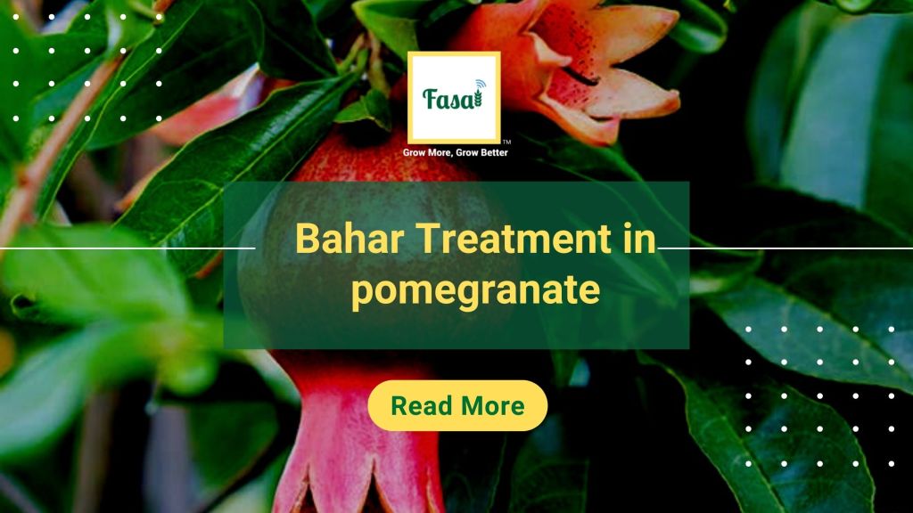 Bahar treatment in pomegranate