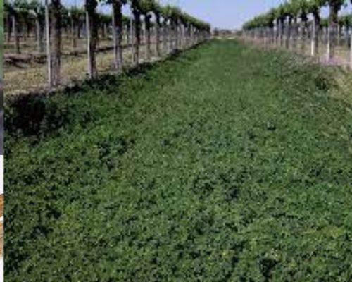 Growing cover crops