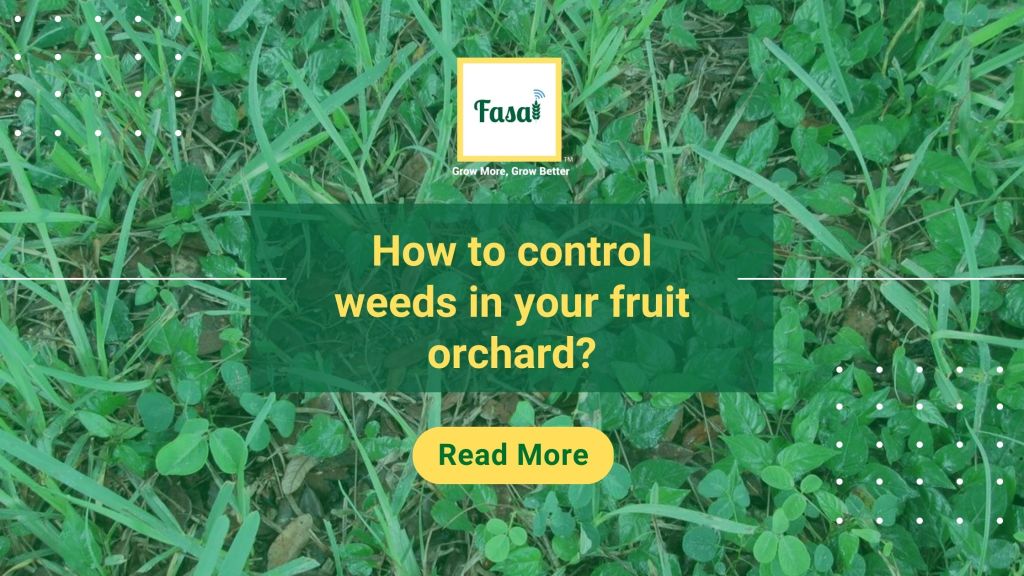How to control weeds in your fruit orchard?
