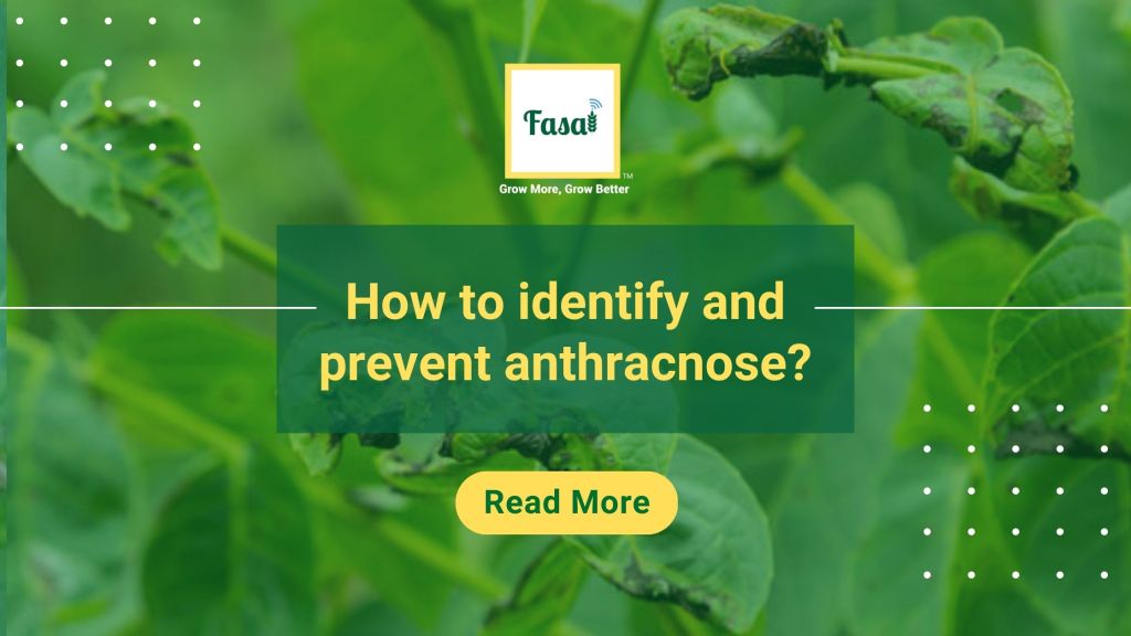 How to identify and prevent anthracnose?